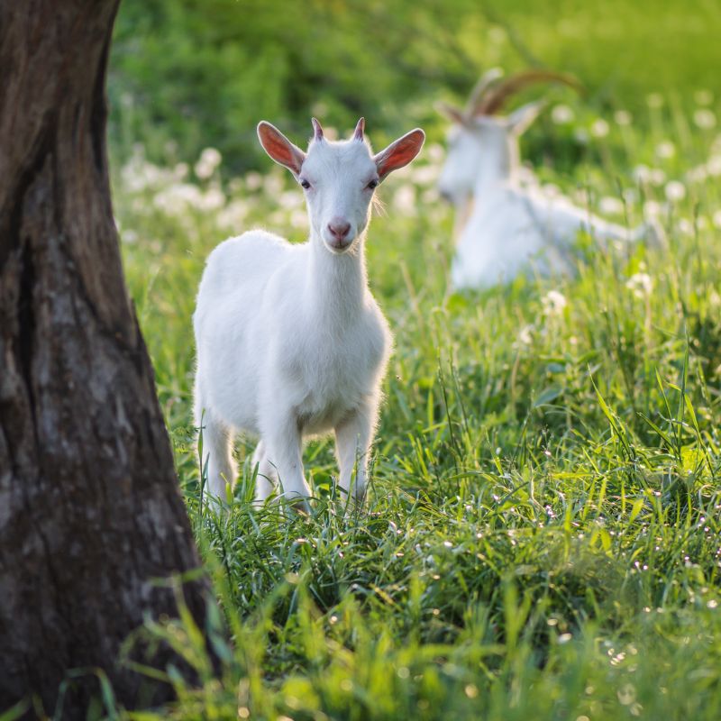 Kendamil Goat: The G.O.A.T. of Goat Milk Formulas – Kendamil Dubai